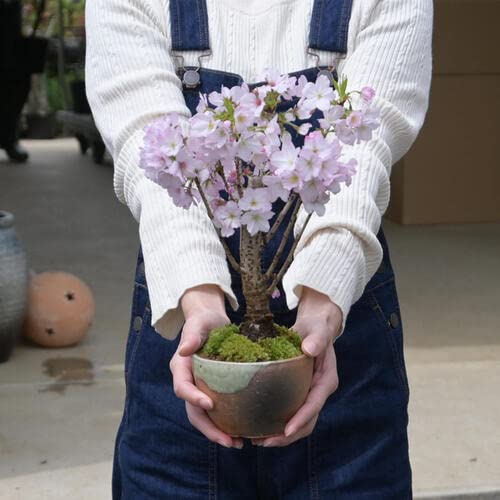 Amazon.co.jp: 母の日に5月にまだサクラのお花見が楽しめる 自宅で